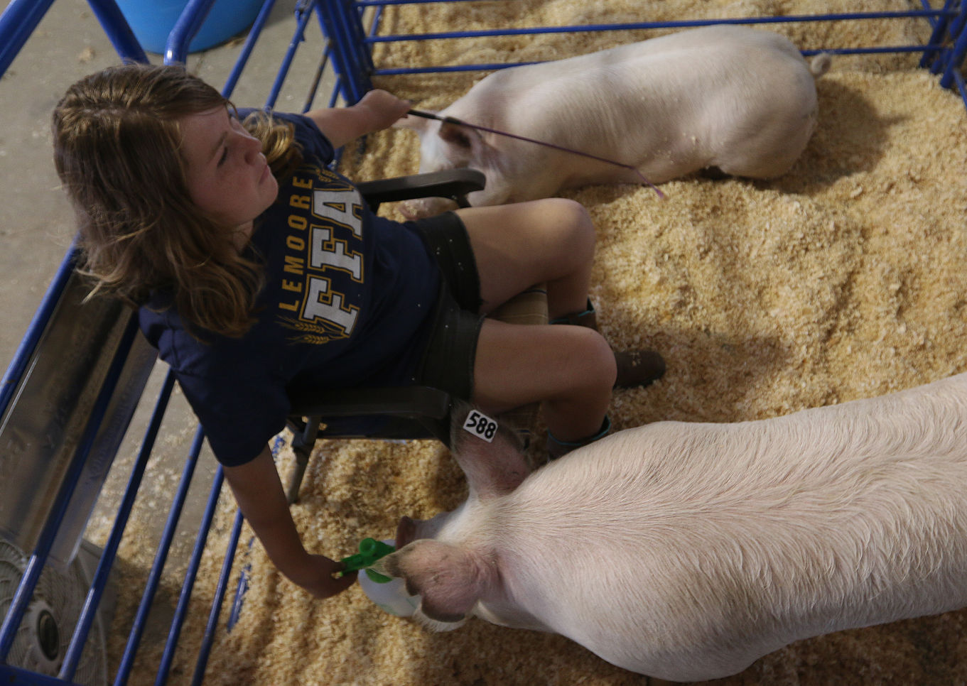 Kings Fair animal arrival